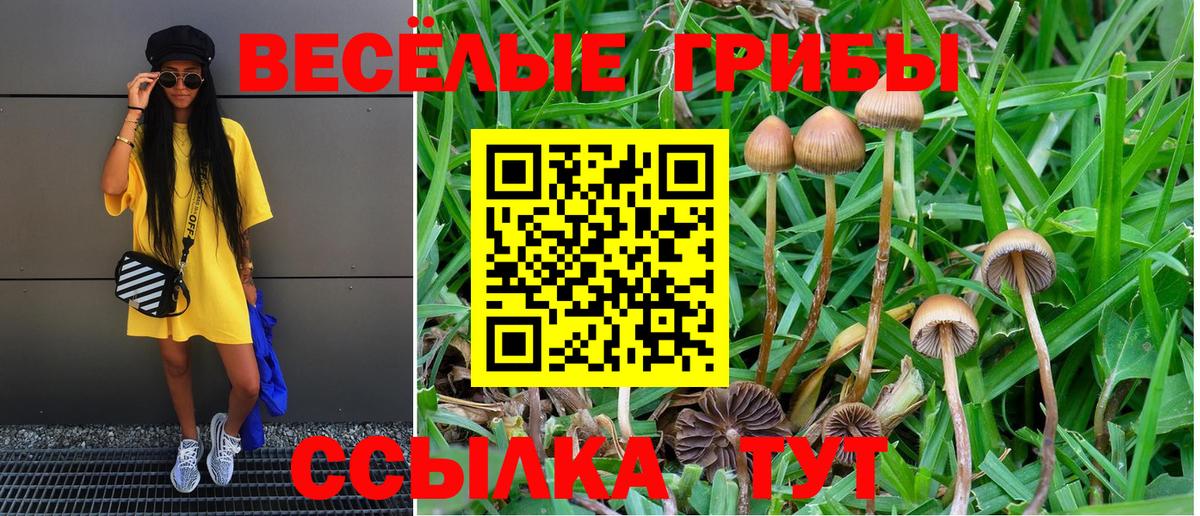 Псилоцибиновые грибы Psilocybine cubensis Губаха